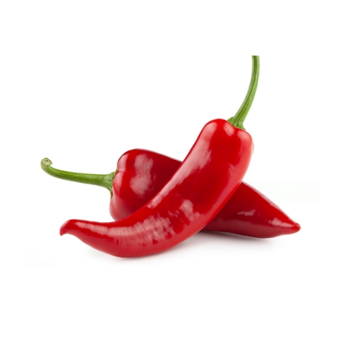 Pimientos jalapeños seleccionados por agricultores locales para exportación desde España a Europa, destinados al mercado mayorista