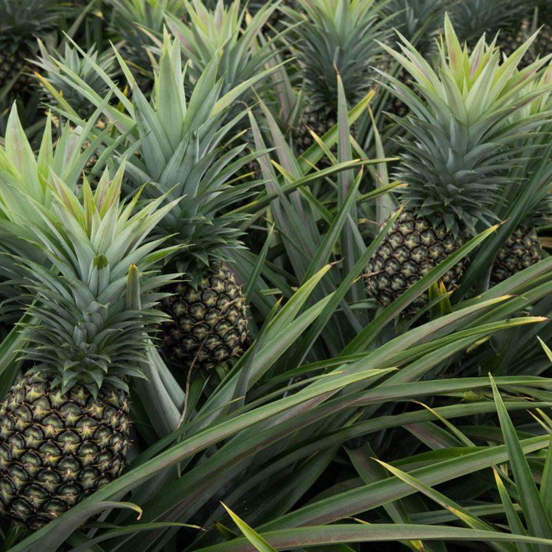 Piñas cultivadas con respeto por la tierra y producción responsable para exportación a Europa