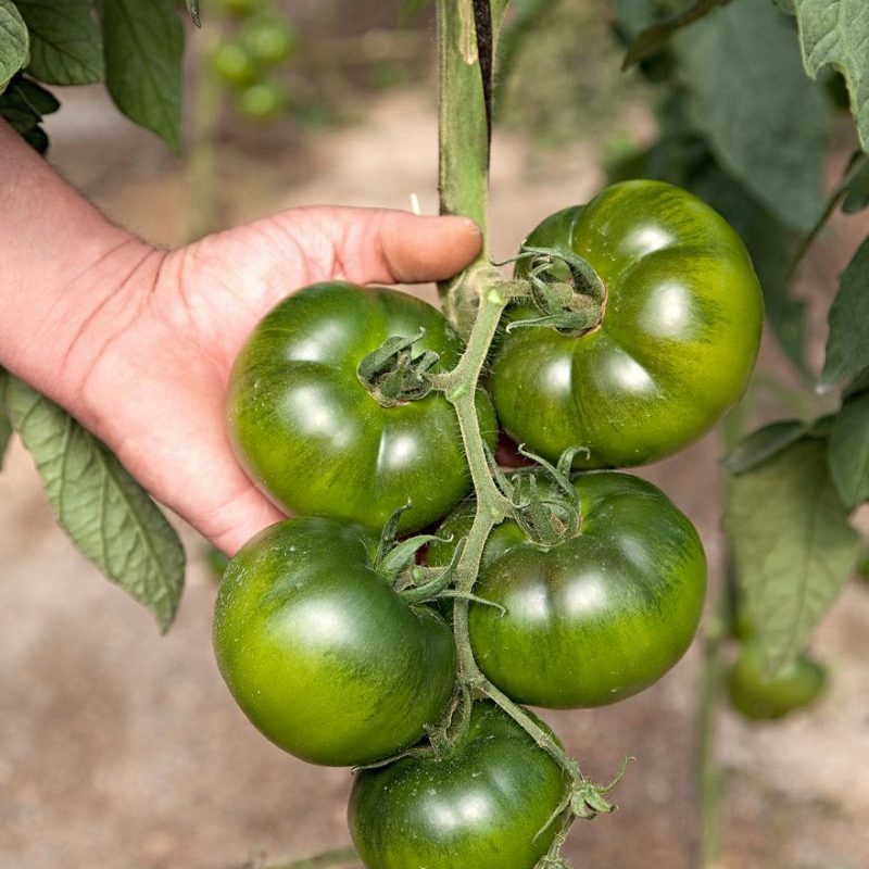 agicultores-de-tomate-en-rama-r06nt32pi7sjbrpu15myljr8d56es2a8lbv8zj3llc